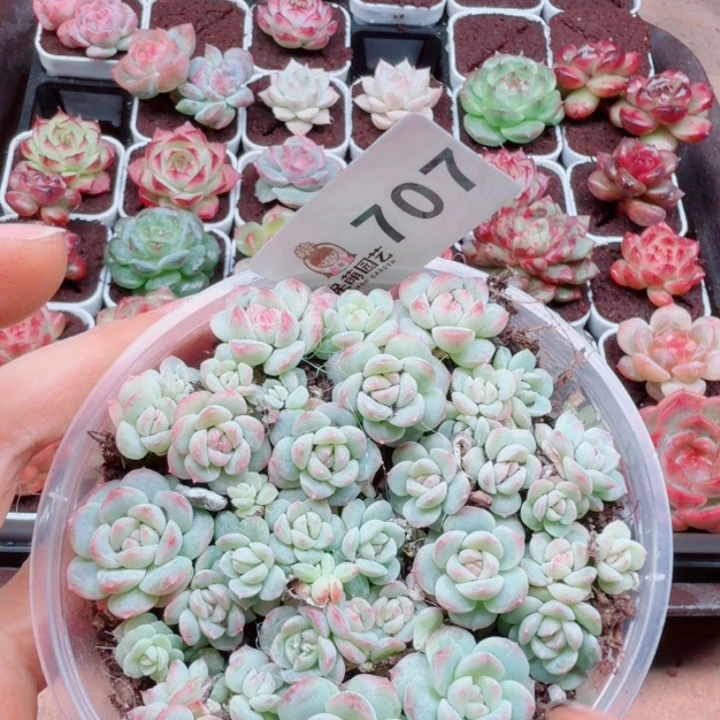 多肉植物多肉植物