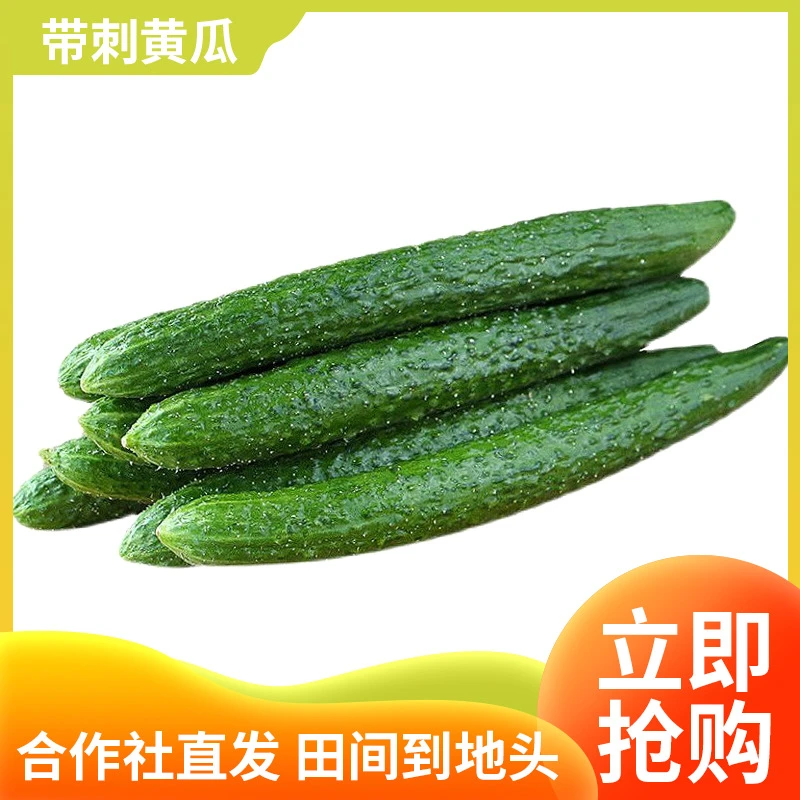 农家自种黄瓜现摘现发河南蔬菜生吃清脆水果绿青瓜新鲜绿心黄瓜