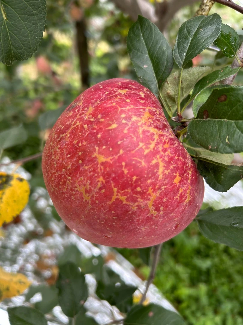 四川大凉山冰糖心丑苹果新鲜现摘脆甜多汁水果产地直发5斤