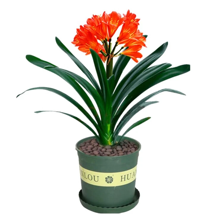 彩兰鸳鸯精品君子兰