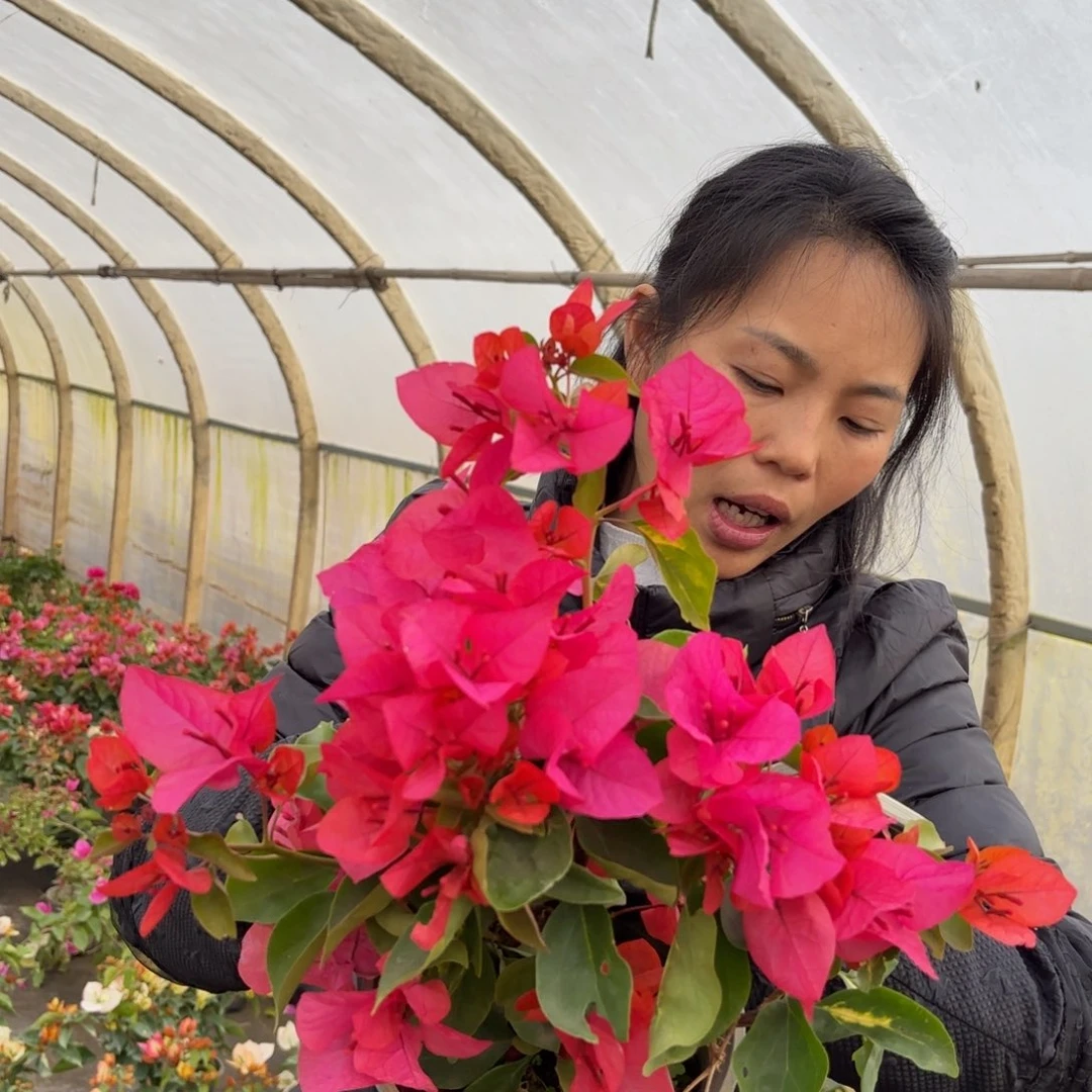 全部花苞（红骑士）三角梅会落花落叶会光杆苗有大有小