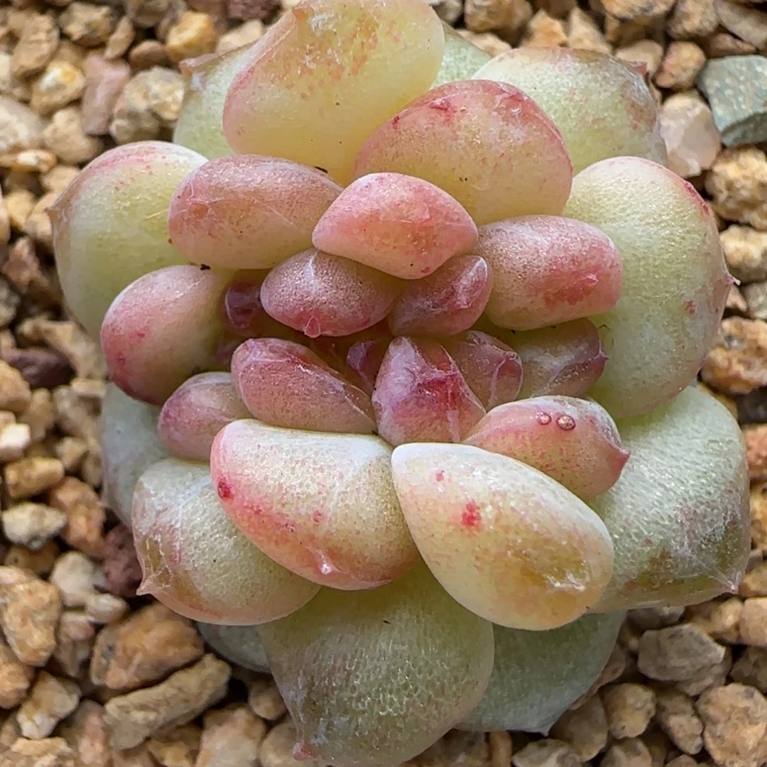 【满29包邮非偏远】353