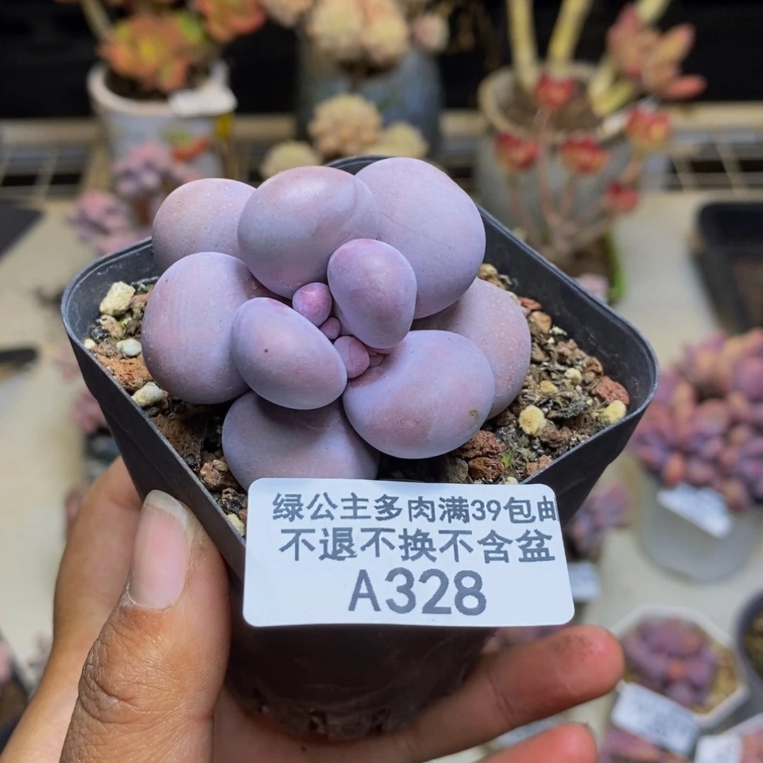 南**境328芭比奶多肉5c m