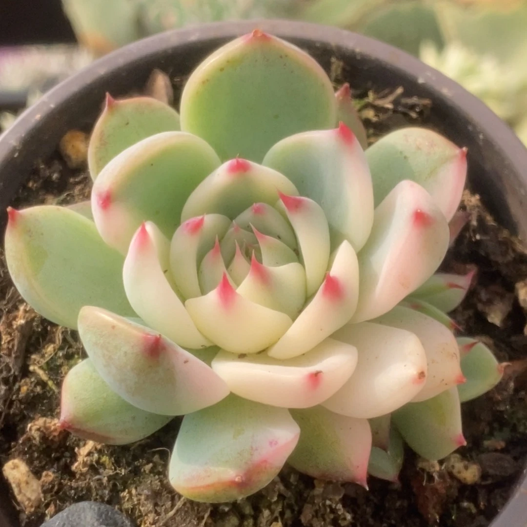 315锦锦锦锦锦锦锦锦