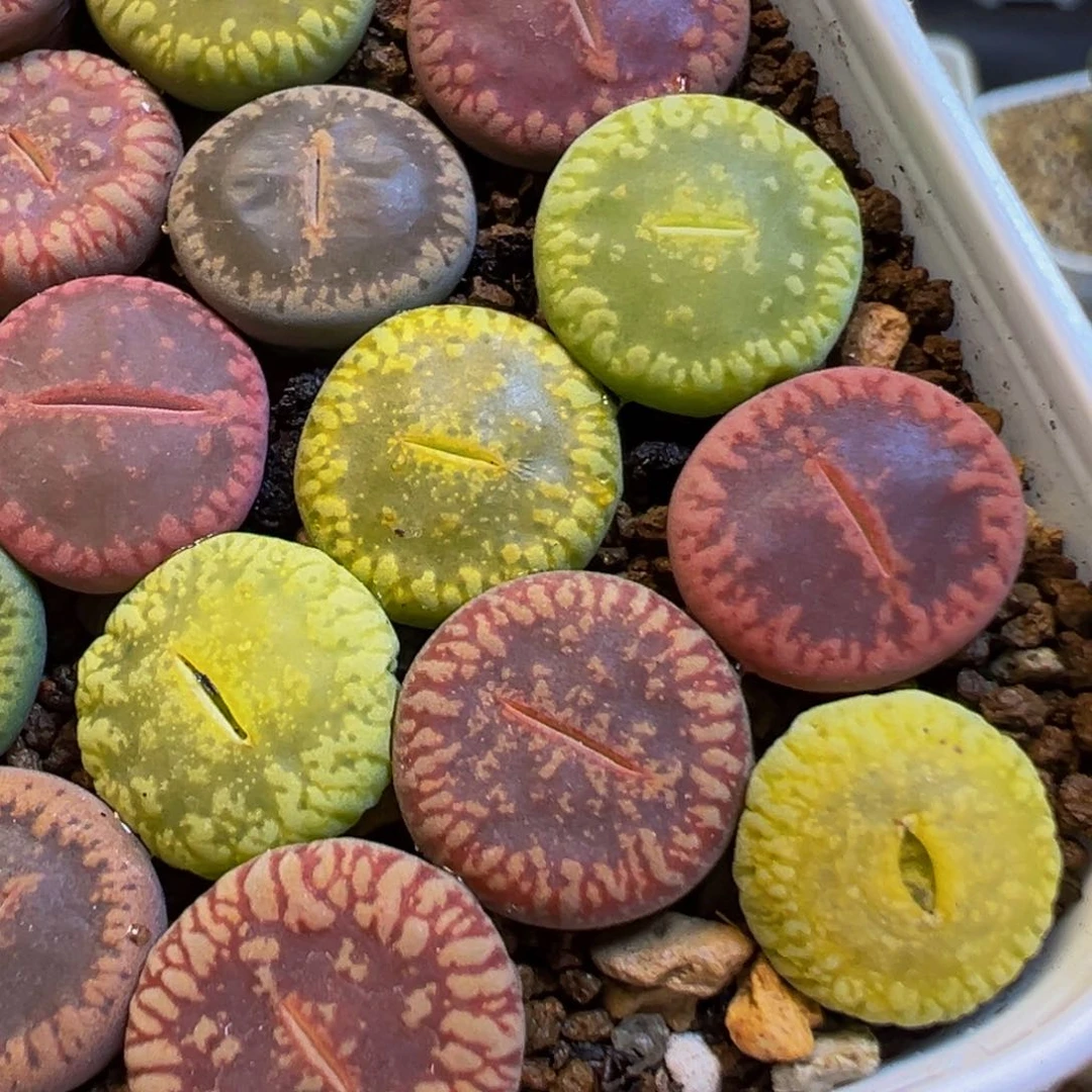 不***.62多肉植物百科知识