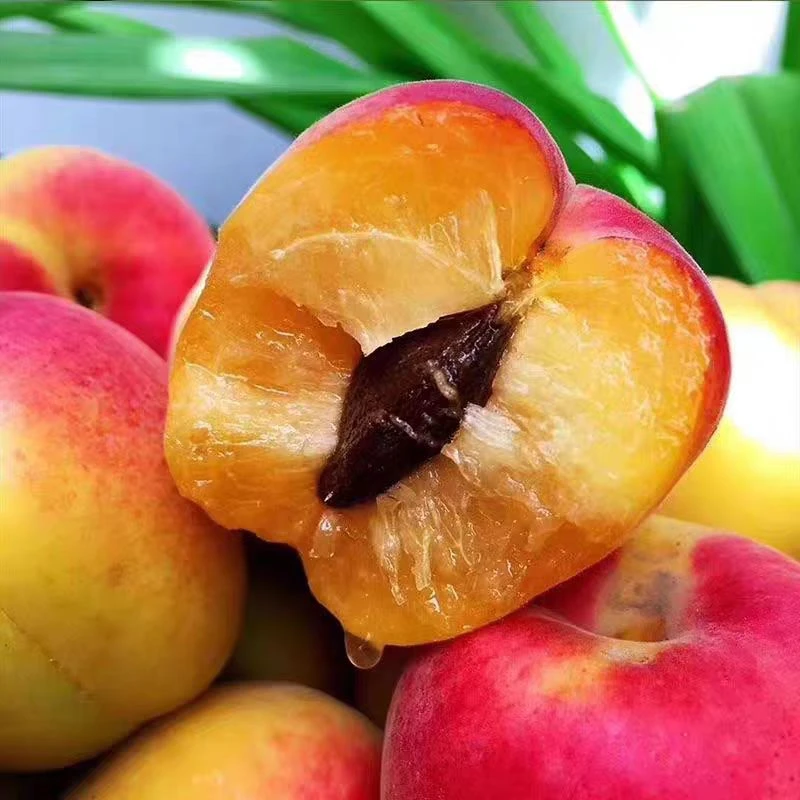 现摘红梅杏酸甜口感