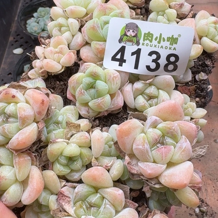 无花朵多肉植物多肉植物