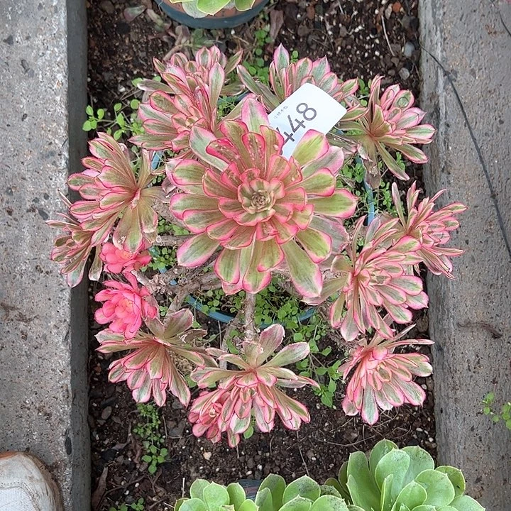 0448白月光多肉植物