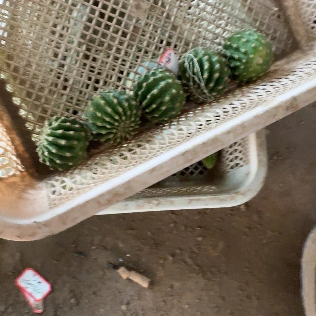 黑美人侧芽4公分彩草