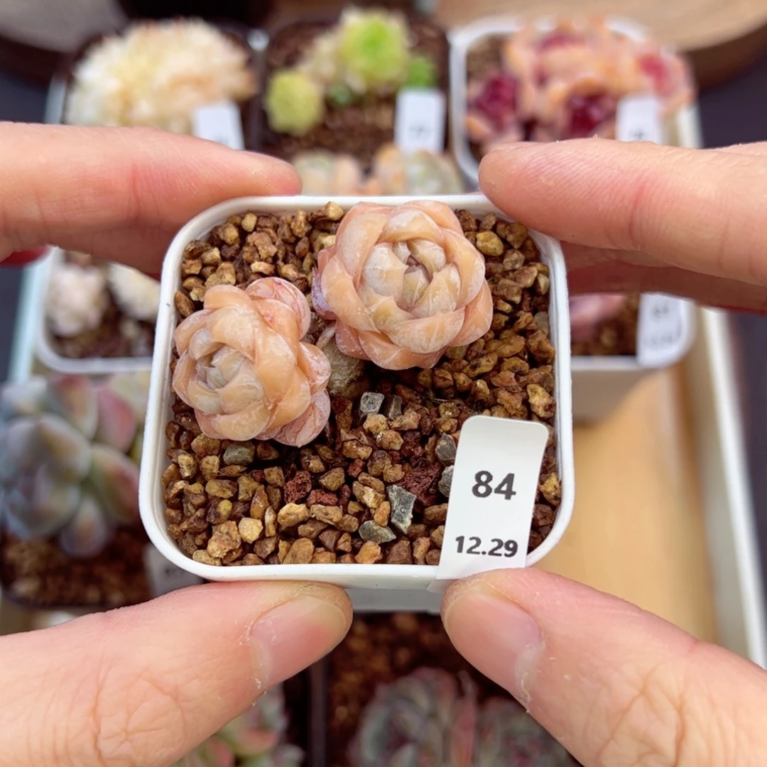 好好看84、哈哈哈哈