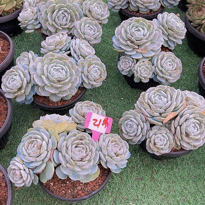 21劳林带盆多肉一个朵肉