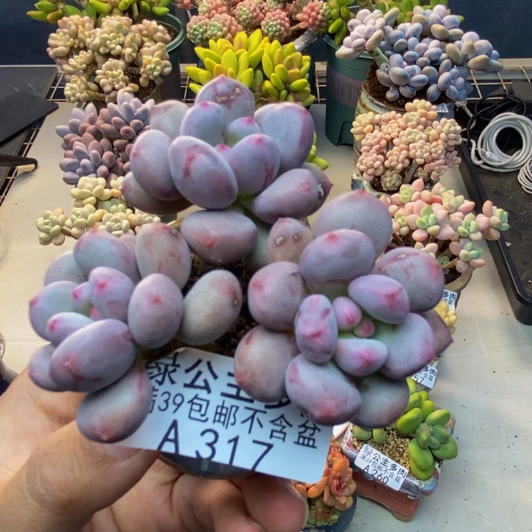 317仙子奶多肉6c m