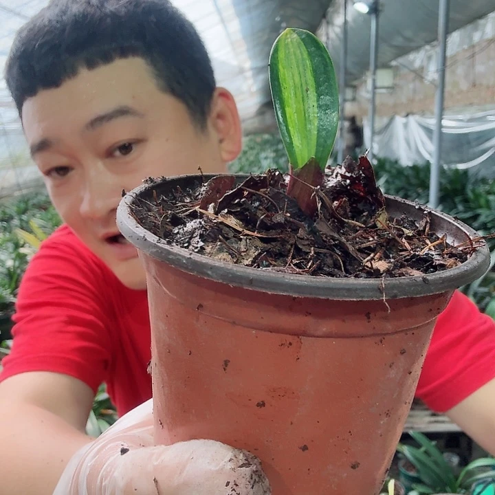 当前无花栽培后可以开花