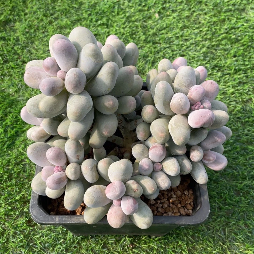 米克奶小老桩 多肉植物
