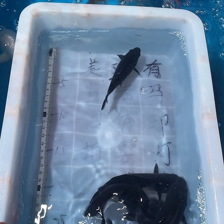 蝴蝶鲤鱼渔场直发76