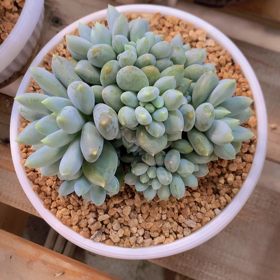 芜***.胖体哥特多肉一物一拍