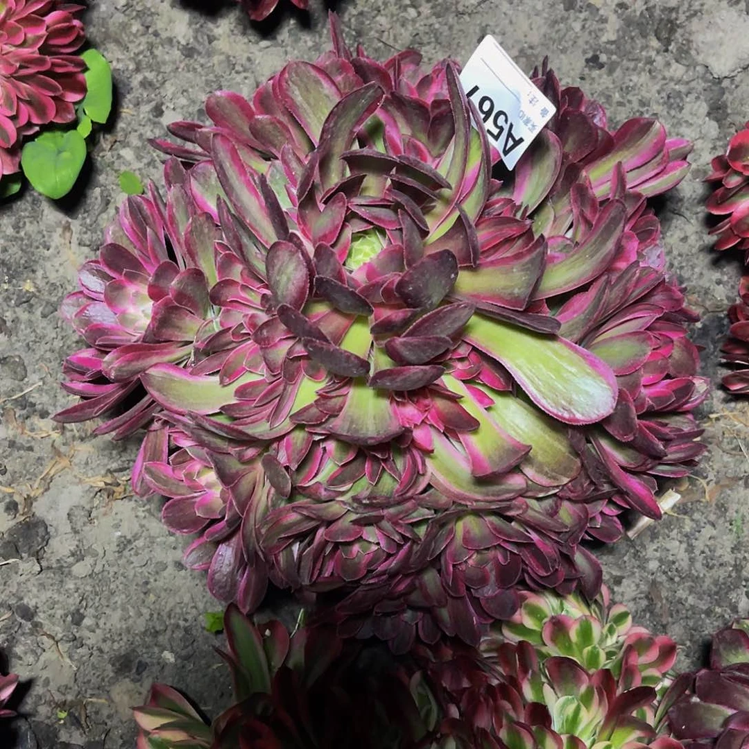 孔雀翎法师32–30包邮