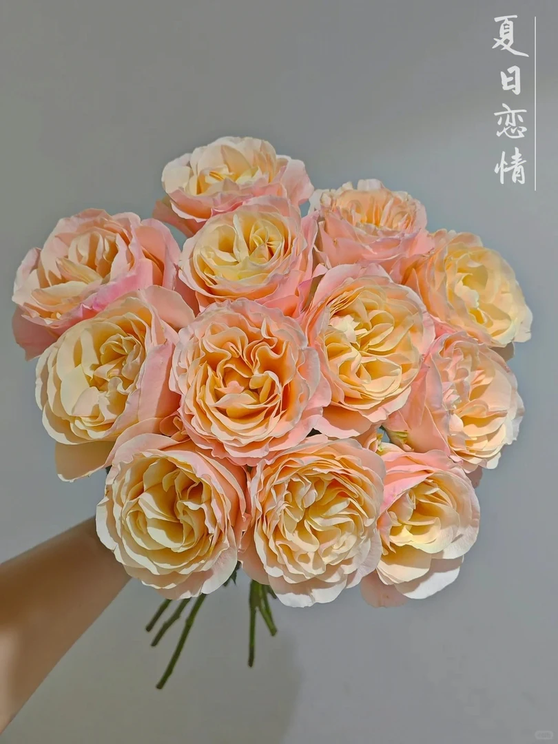 【夏日恋情20枝】单头玫瑰