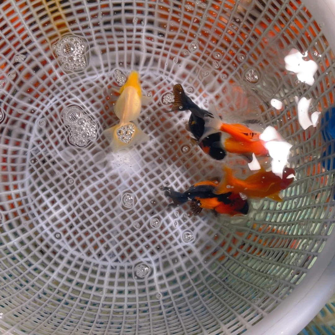 海水鱼花泰狮金鱼47