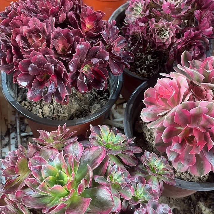 小安娜+小粉女巫+小美杜莎包邮