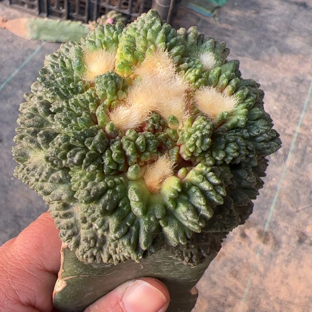 哥斯拉牡丹仙人球738