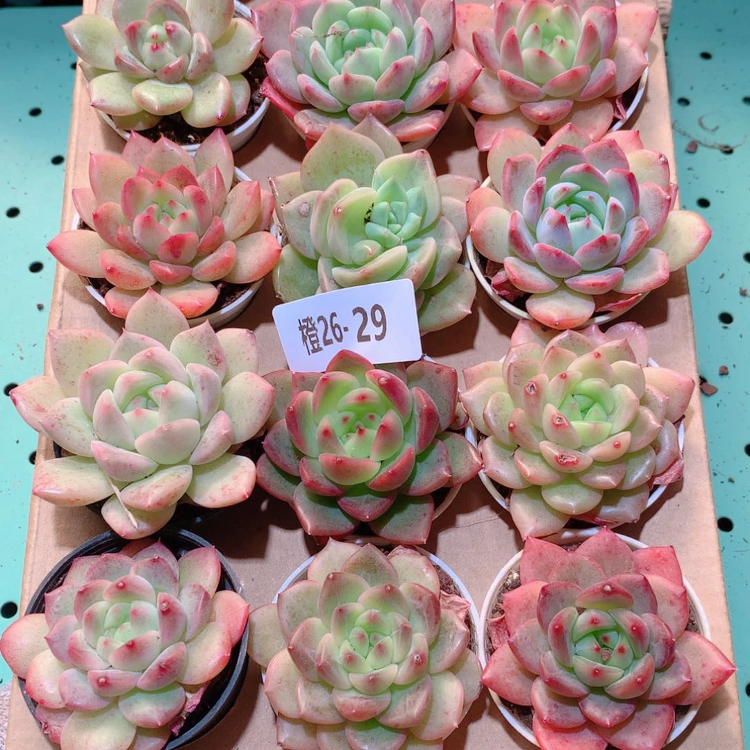 26-29一物一拍多肉带盆18颗
