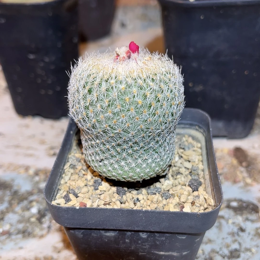 实生月世界仙人球一物一拍