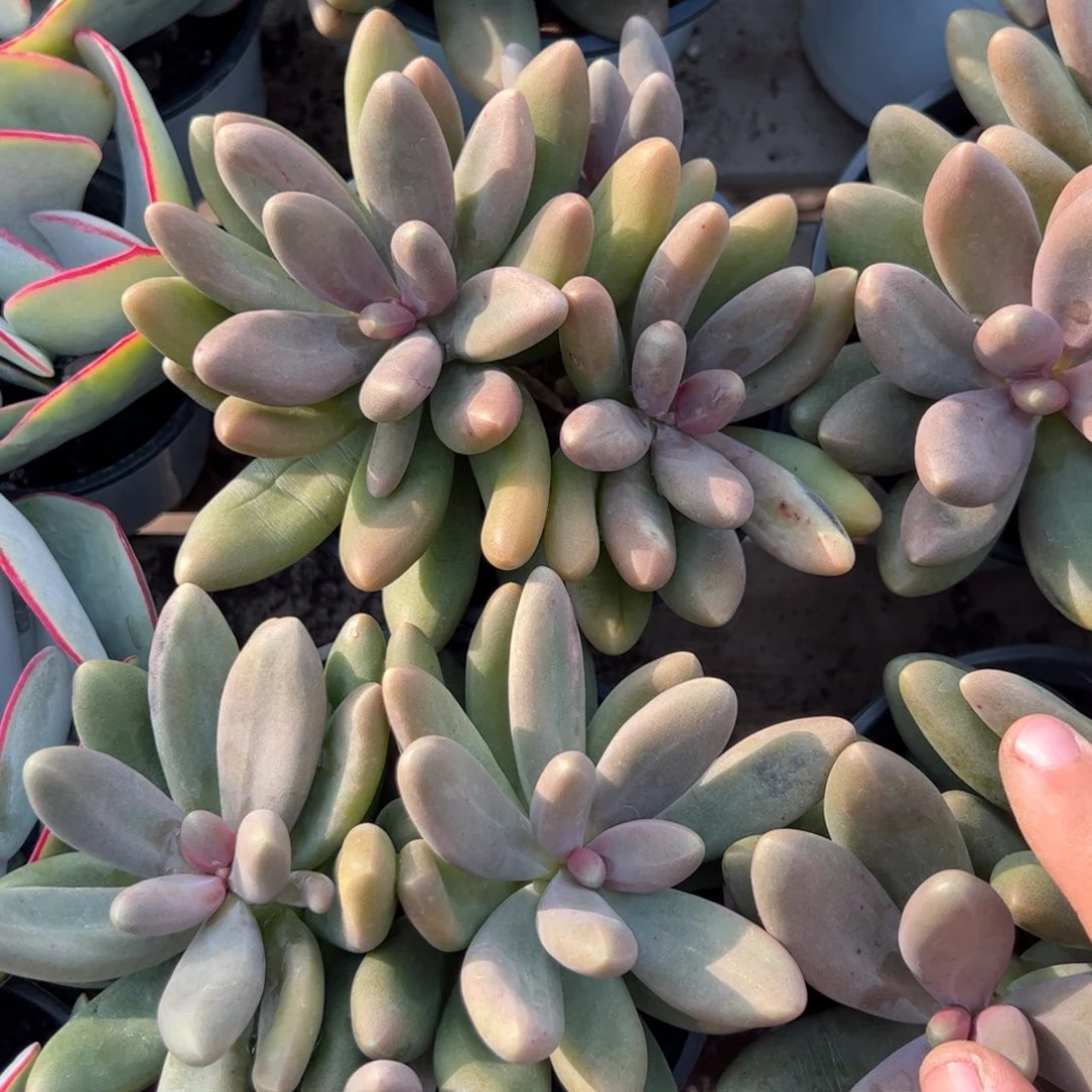 糖果美人多肉植物