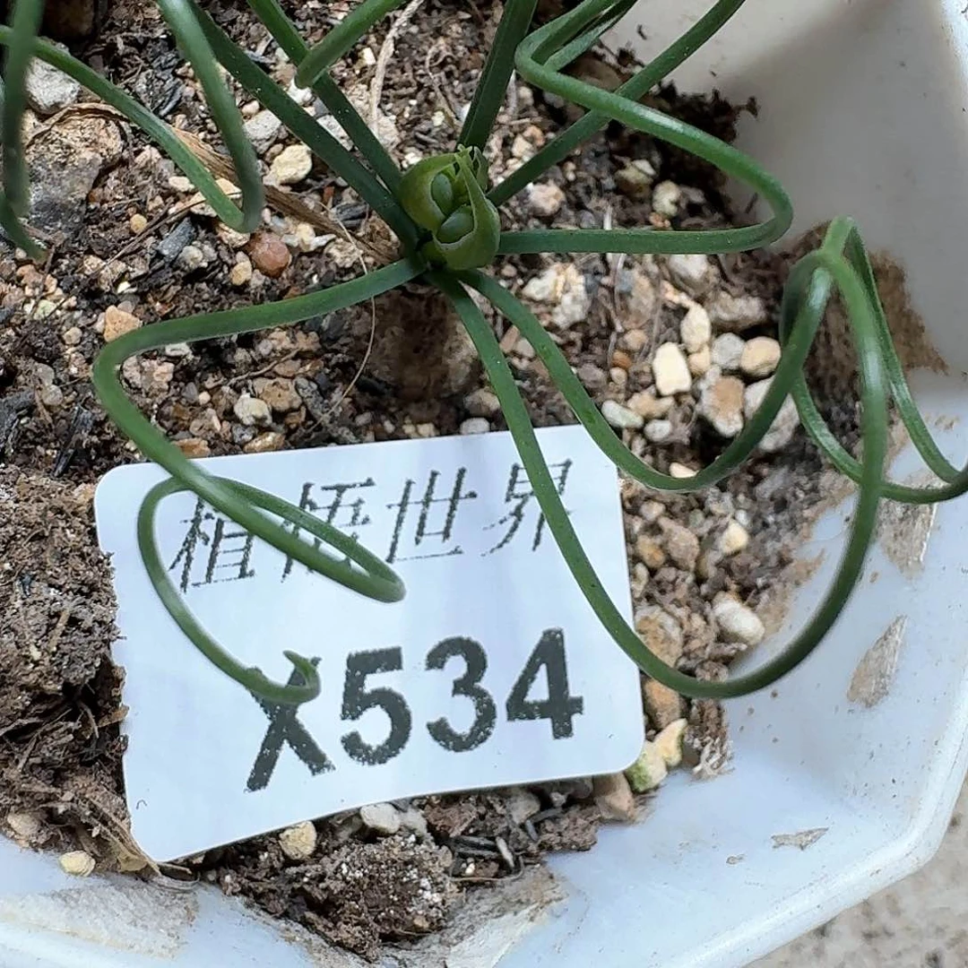 534盒多肉植物哇f g v