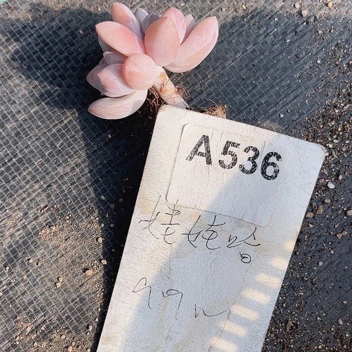 Ｂ*536密密麻麻密密麻麻