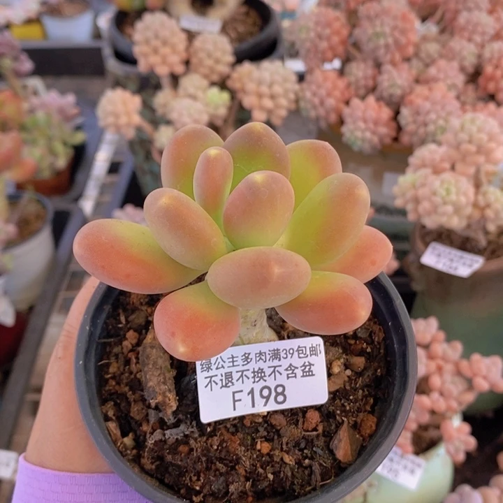 芒果奶单头198多肉植物