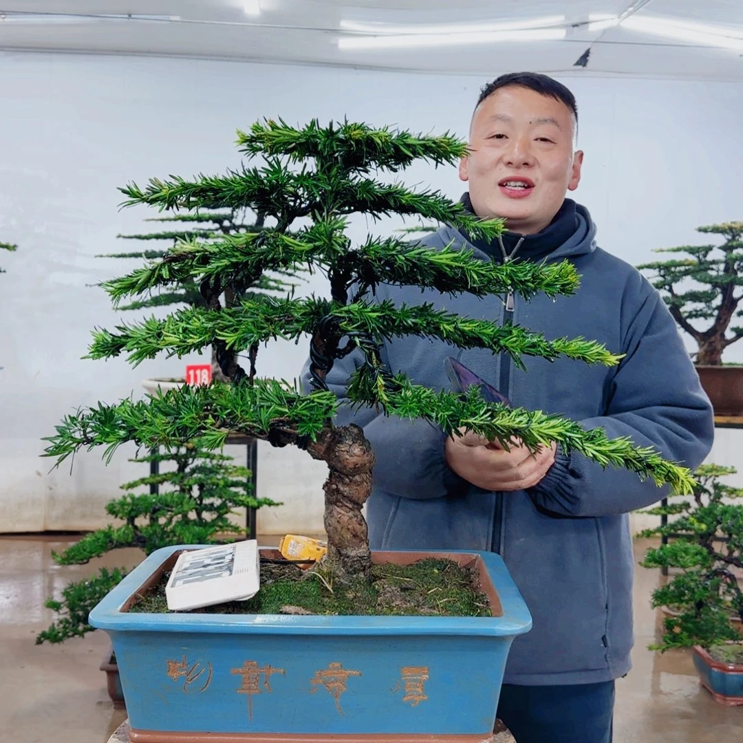 奥***特无花朵盆景园林……