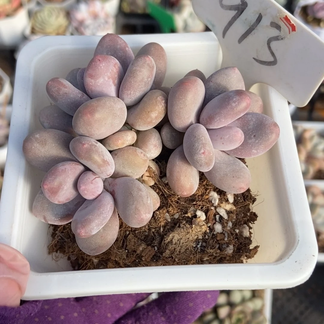 913奶酪多肉植物保护