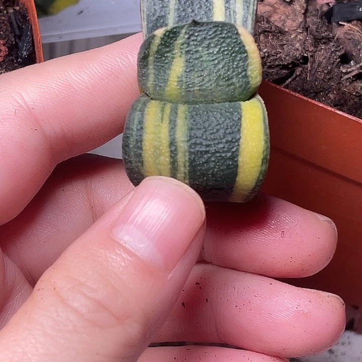 卧牛锦一物一拍福利2号