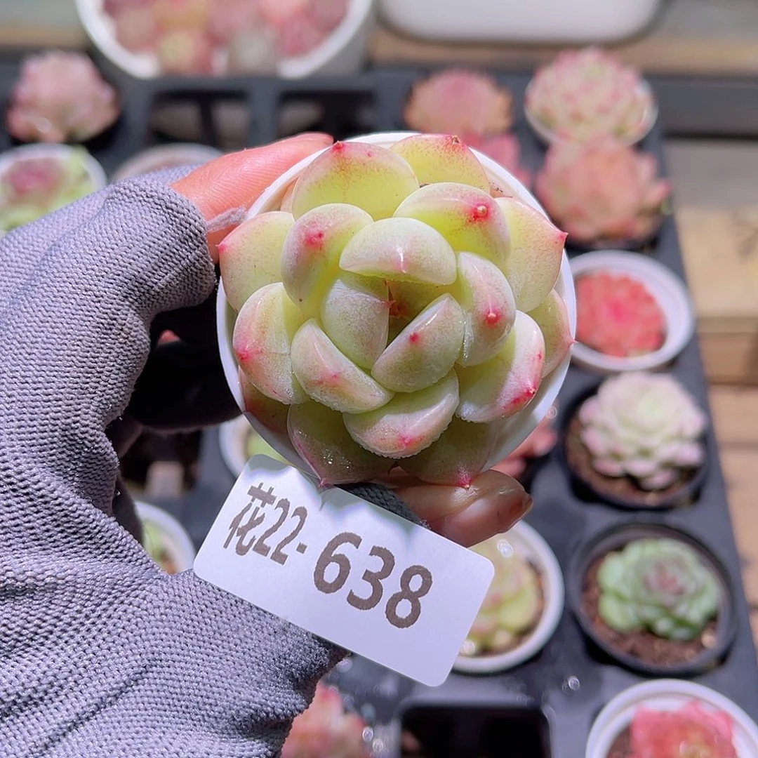 花22-638新麦秆单头