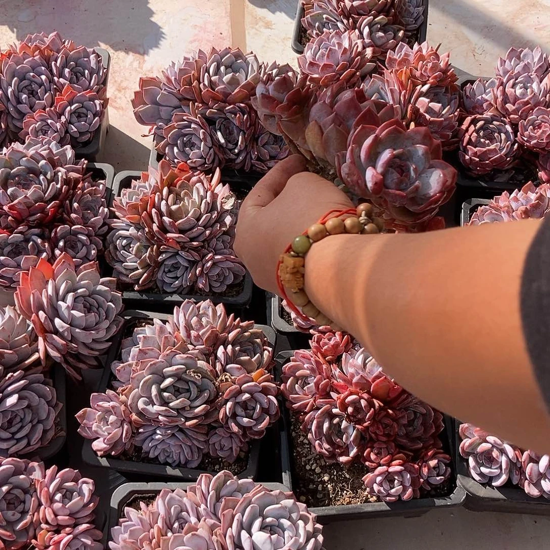 25-40紫皮随机多头紧凑随机