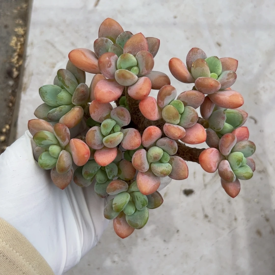 橘子洛神多肉植物