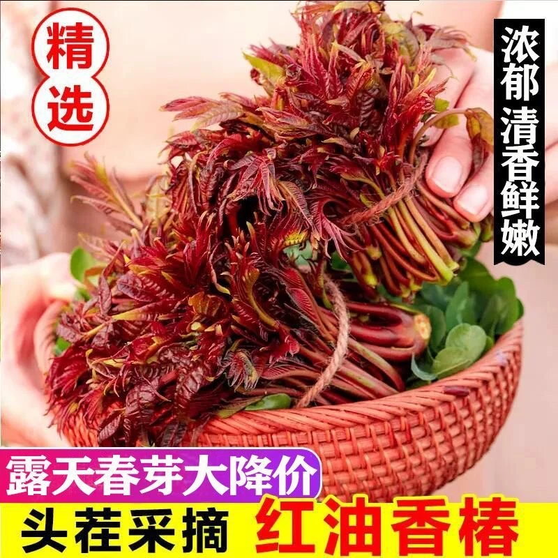 贵州纯野生新鲜春芽香椿嫩芽椿菜现摘现发头茬凉拌炒煎鸡蛋