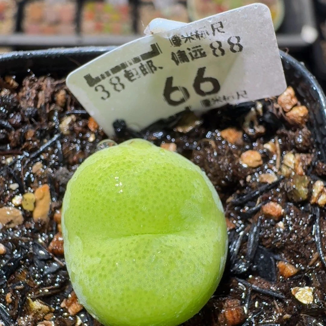 zzzz生石花肉锥66