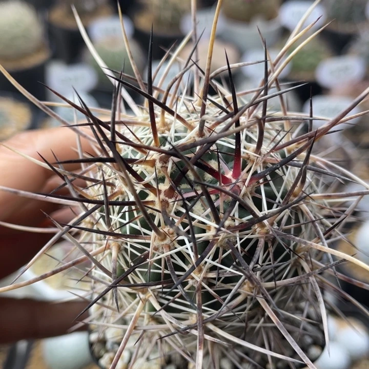 林氏幻虾        实生根