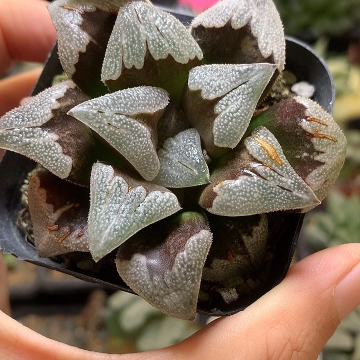 芭提雅岚凤带盆土发货lou