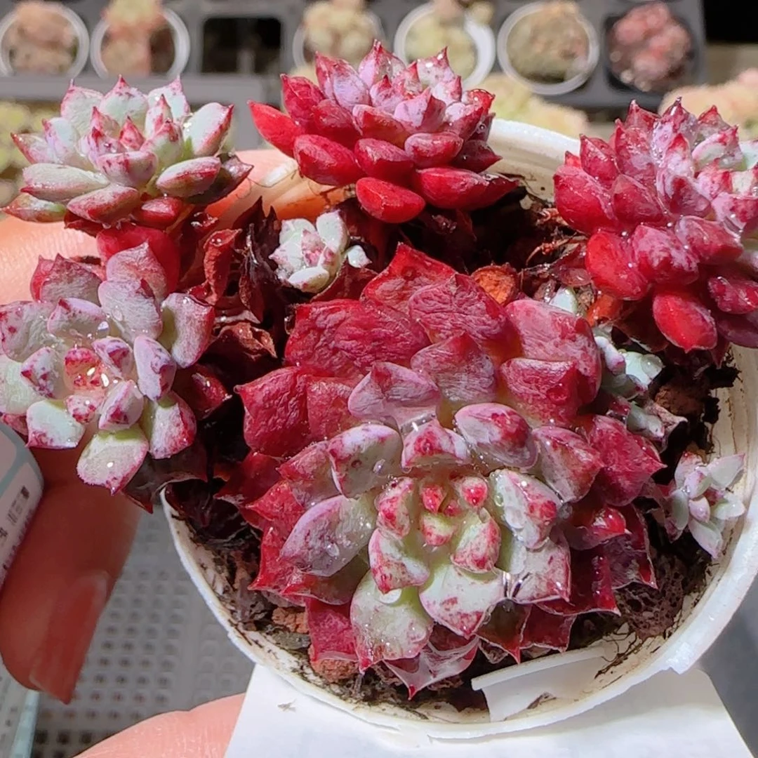 花语多肉1213-131老佛爷