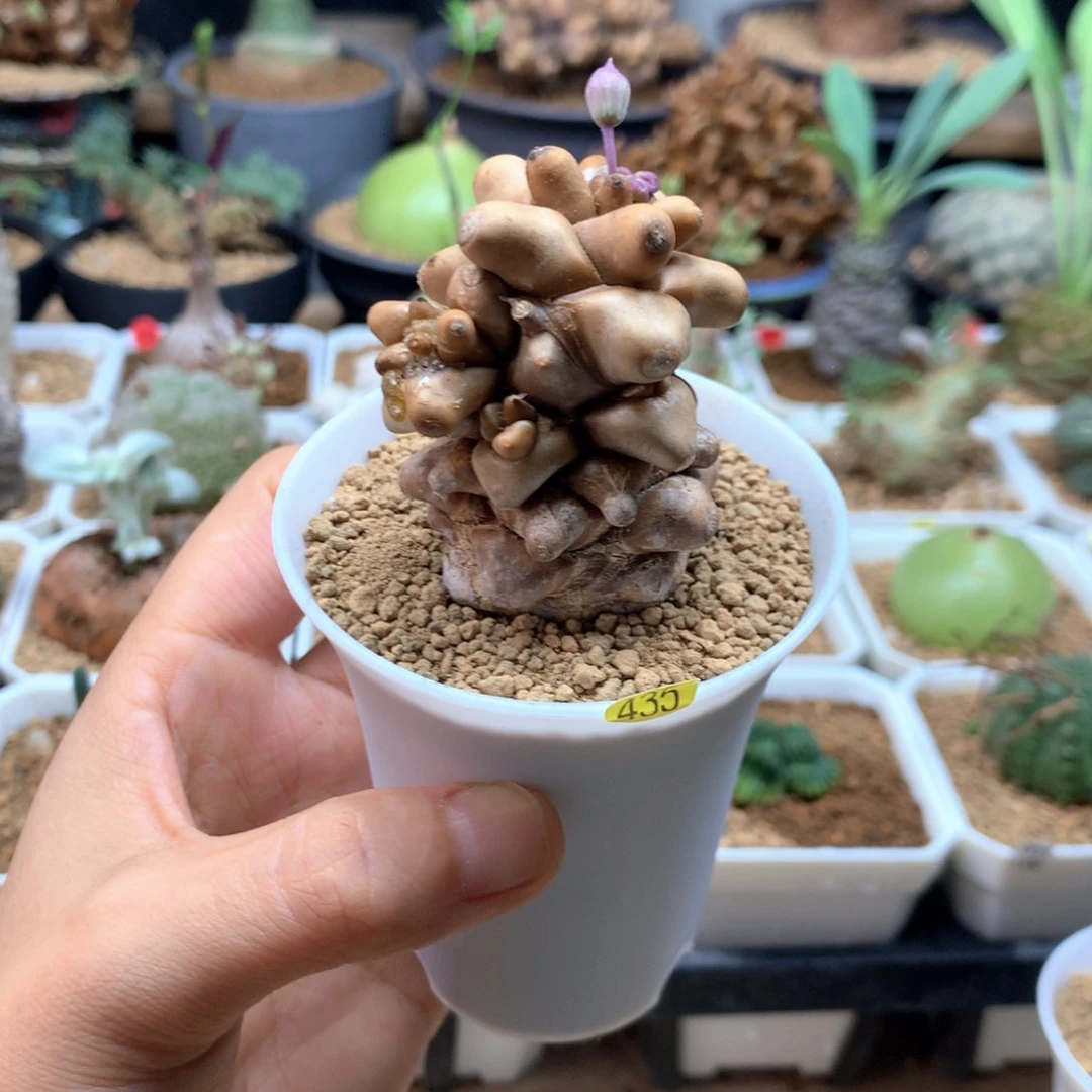 蛮鬼塔厚敦菊带盆435