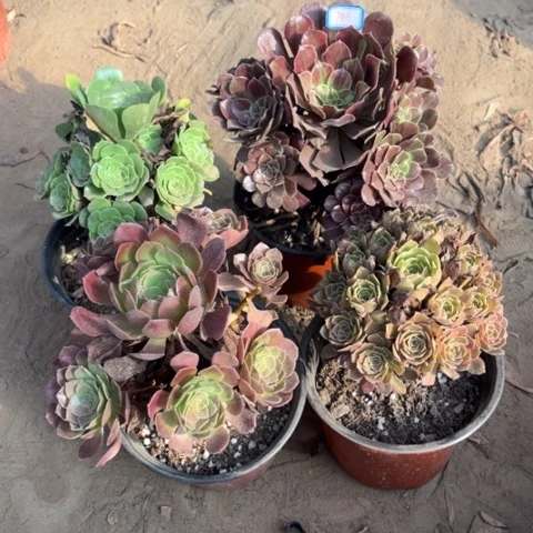 700多肉植物组合，