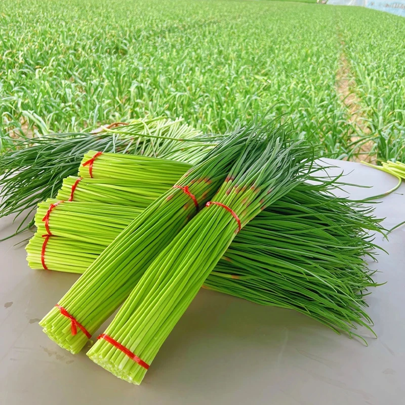 邳州2025新鲜蒜苔炒肉鸡蛋农家自种蒜苗当季蔬菜鲜嫩大蒜薹现摘