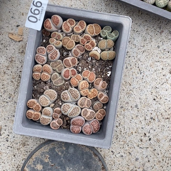 秋***哥生石花的季节是最066