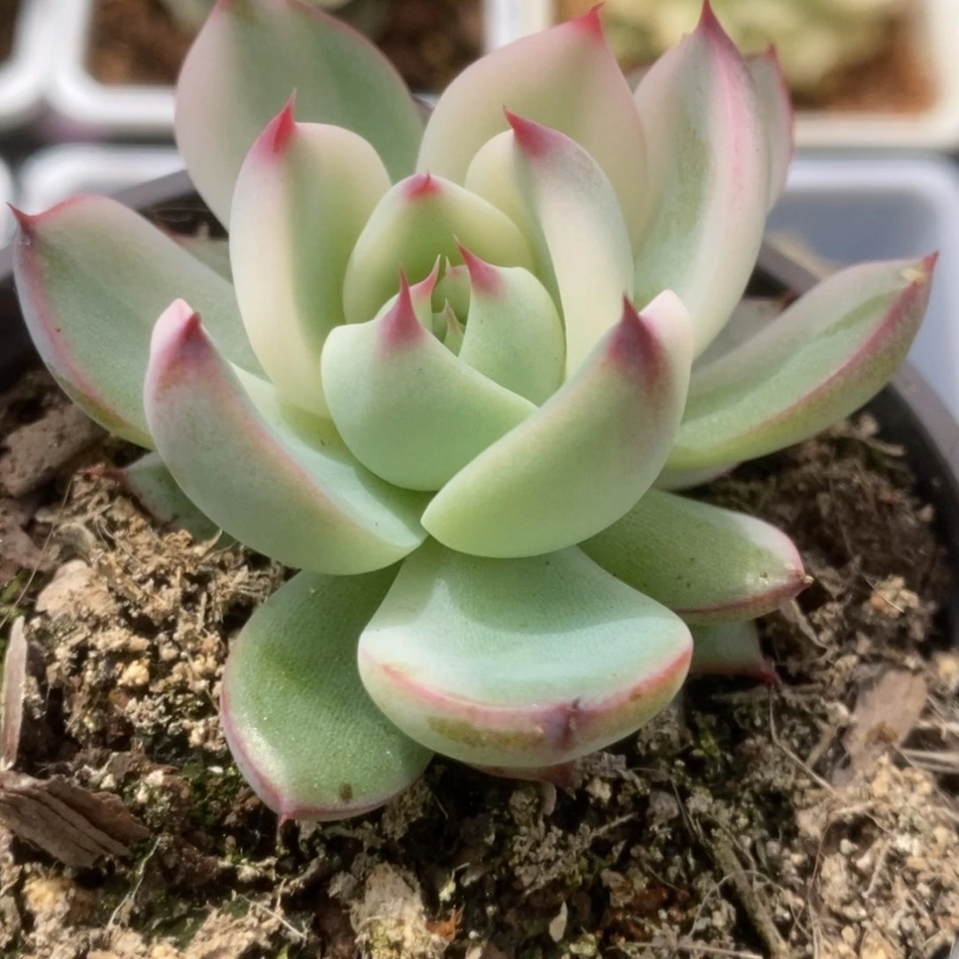 690锦锦锦锦锦锦锦