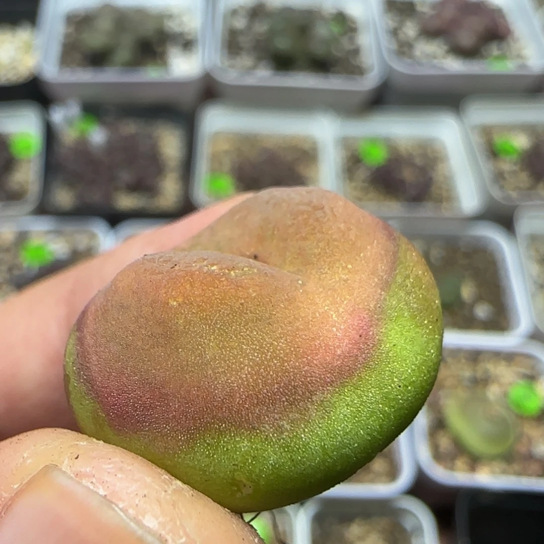2.2+漂亮多肉植物442