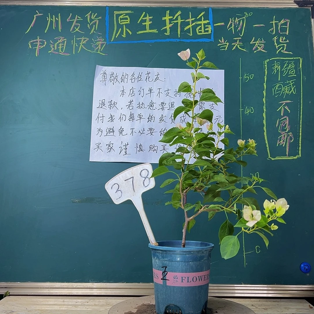 当前无花栽培后可以开花 暗斑五宝  378