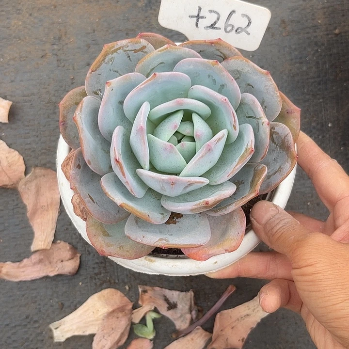 晨语多肉，一物一拍凤橙262